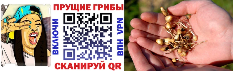 shop какой сайт  Канск  Псилоцибиновые грибы Cubensis  где можно купить  